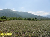 售屏東縣高樹鄉沿山公路山景農地1農地3,538萬